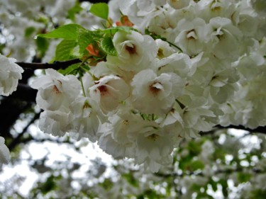 Photographie intitulée "Blanc Prunus" par Brigitte Mathé (MBL), Œuvre d'art originale