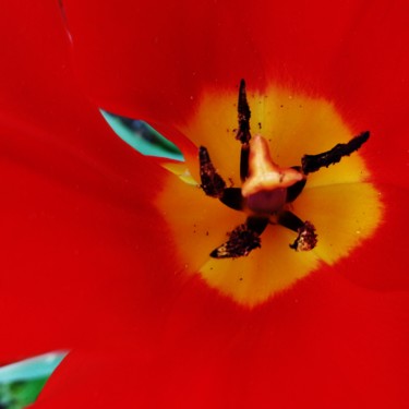 Photographie intitulée "Coeur de Tulipe" par Brigitte Mathé (MBL), Œuvre d'art originale