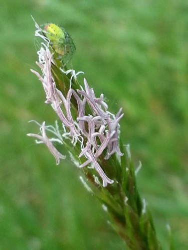 Photography titled "graminee en fleurs" by Brigitte Mathé (MBL), Original Artwork