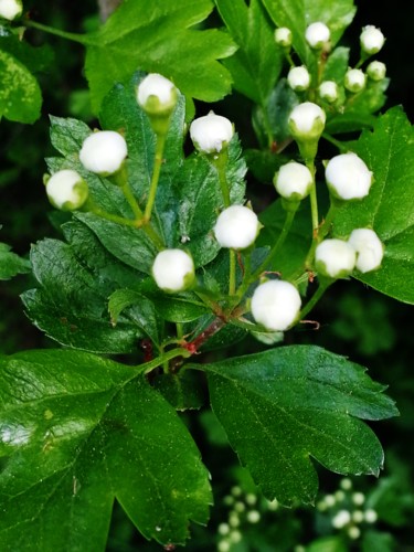 "boutons d'aubépine 1" başlıklı Fotoğraf Brigitte Mathé (MBL) tarafından, Orijinal sanat