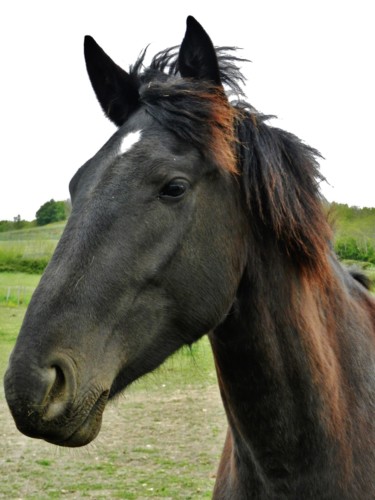 Photographie intitulée "Black horse" par Brigitte Mathé (MBL), Œuvre d'art originale