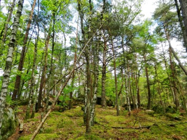 Photographie intitulée "Forêt des 3 Pignons…" par Brigitte Mathé (MBL), Œuvre d'art originale