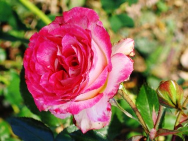 Fotografia zatytułowany „Rose 1” autorstwa Brigitte Mathé (MBL), Oryginalna praca