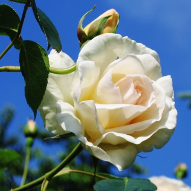 Photographie intitulée "Rose blanche 14" par Brigitte Mathé (MBL), Œuvre d'art originale