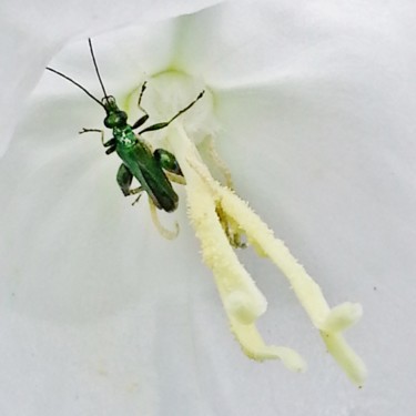Fotografia intitolato "Insecte équilibriste" da Brigitte Mathé (MBL), Opera d'arte originale