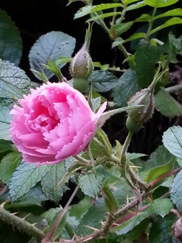 Фотография под названием "Petite Rose rose 29" - Brigitte Mathé (MBL), Подлинное произведение искусства