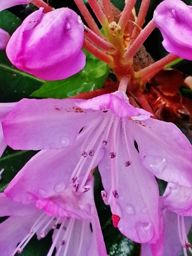 Photography titled "Rhododendron" by Brigitte Mathé (MBL), Original Artwork