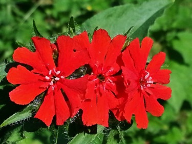 Photography titled "Croix de Jérusalem" by Brigitte Mathé (MBL), Original Artwork