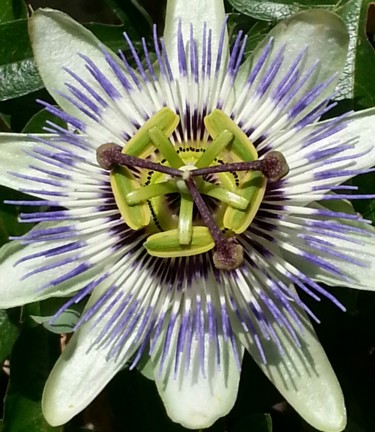 Photographie intitulée "Fleur de la Passion" par Brigitte Mathé (MBL), Œuvre d'art originale