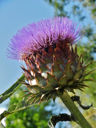 Photographie intitulée "Fleur de Coeur.....…" par Brigitte Mathé (MBL), Œuvre d'art originale