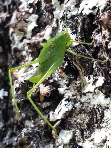 Photographie intitulée "Dame en vert 7" par Brigitte Mathé (MBL), Œuvre d'art originale