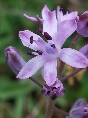 Photographie intitulée "Fleur du Causse" par Brigitte Mathé (MBL), Œuvre d'art originale