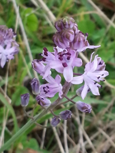 Photographie intitulée "Fleurs du Causse en…" par Brigitte Mathé (MBL), Œuvre d'art originale