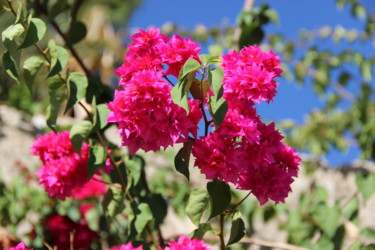 Photographie intitulée "Bougainvillée" par Brigitte Mathé (MBL), Œuvre d'art originale