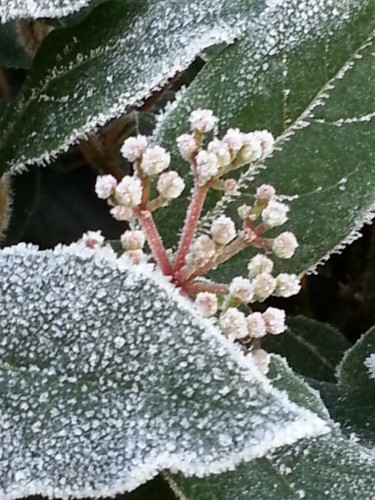 Photographie intitulée "Givre et Nature 3,…" par Brigitte Mathé (MBL), Œuvre d'art originale