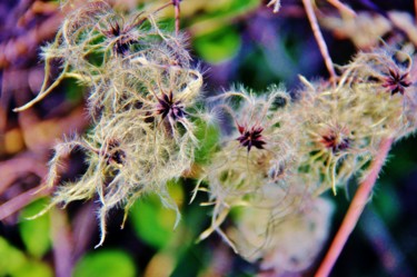 Photographie intitulée "Graines d'Hiver 2" par Brigitte Mathé (MBL), Œuvre d'art originale