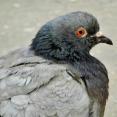 Photographie intitulée "Et les pigeons arri…" par Brigitte Mathé (MBL), Œuvre d'art originale