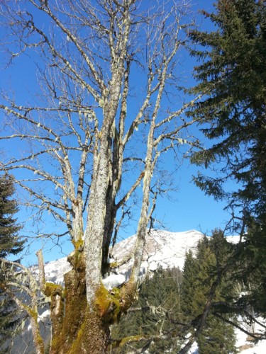 Фотография под названием "Bel arbre hivernal…" - Brigitte Mathé (MBL), Подлинное произведение искусства