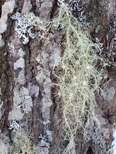 Photographie intitulée "Lichens en famille" par Brigitte Mathé (MBL), Œuvre d'art originale