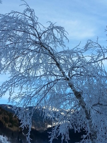 Photographie intitulée "L 'arbre sur le lac…" par Brigitte Mathé (MBL), Œuvre d'art originale