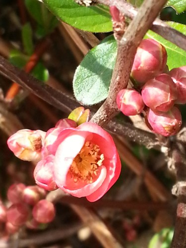 Photographie intitulée "Le printemps chasse…" par Brigitte Mathé (MBL), Œuvre d'art originale