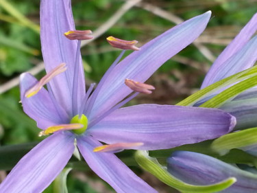 Photography titled "Fleur de Camassia" by Brigitte Mathé (MBL), Original Artwork