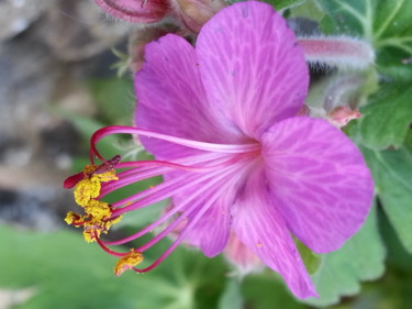 Fotografie mit dem Titel "Fleur de Geranium v…" von Brigitte Mathé (MBL), Original-Kunstwerk