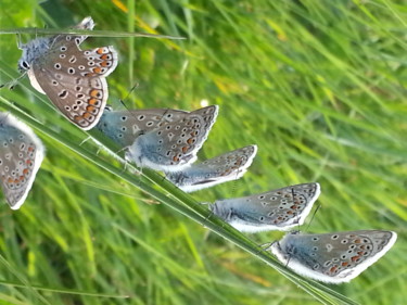 Fotografia intitulada "Papillons Argus en…" por Brigitte Mathé (MBL), Obras de arte originais