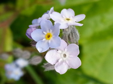 Photography titled "Discret Myosotis" by Brigitte Mathé (MBL), Original Artwork