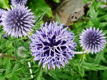 Photographie intitulée "Le mauve de la Terre" par Brigitte Mathé (MBL), Œuvre d'art originale