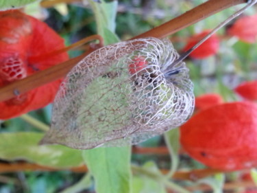 Photographie intitulée "Transparence automn…" par Brigitte Mathé (MBL), Œuvre d'art originale