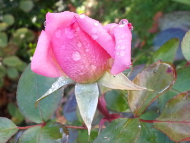Fotografie mit dem Titel "Rose en pleurs" von Brigitte Mathé (MBL), Original-Kunstwerk