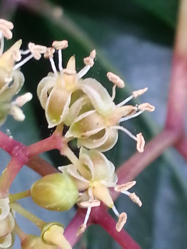 Photographie intitulée "Discrètes fleurs de…" par Brigitte Mathé (MBL), Œuvre d'art originale