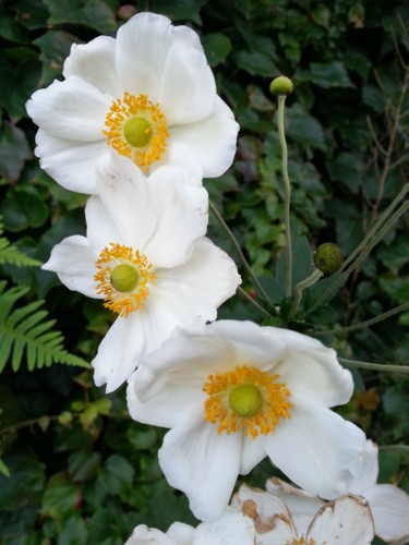 Photography titled "Trio d'anémones" by Brigitte Mathé (MBL), Original Artwork