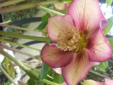 Fotografía titulada "Hellebore" por Brigitte Mathé (MBL), Obra de arte original