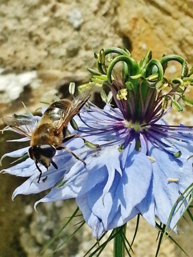 Photographie intitulée "Butinage sur Nigell…" par Brigitte Mathé (MBL), Œuvre d'art originale