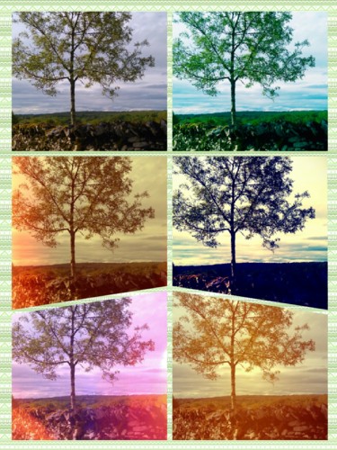 Photography titled "L'arbre" by Brigitte Mathé (MBL), Original Artwork