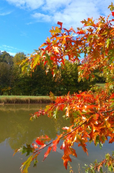 Photographie intitulée "Quercy Flamboyant 4" par Brigitte Mathé (MBL), Œuvre d'art originale