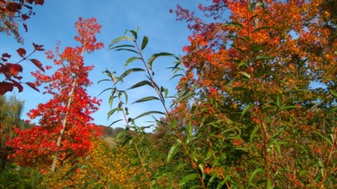 Фотография под названием "Automne à Giverny 3" - Brigitte Mathé (MBL), Подлинное произведение искусства