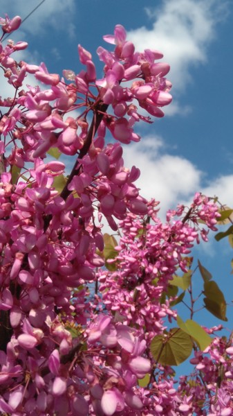 Fotografia intitulada "Fleurs de Judee" por Brigitte Mathé (MBL), Obras de arte originais