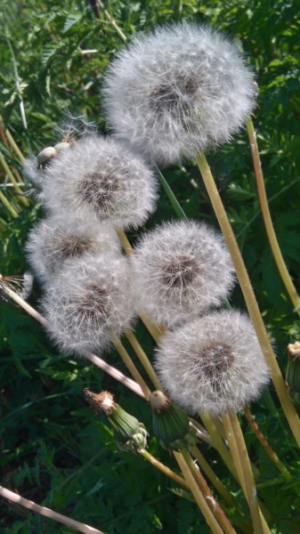 Photography titled "Bouquet léger" by Brigitte Mathé (MBL), Original Artwork