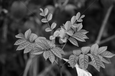 Photographie intitulée "FEUILLAGE" par Brigitte Payen (B.PAYEN), Œuvre d'art originale, Photographie numérique