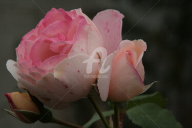 Photographie intitulée "ROSE TENDRES  PARFU…" par Brigitte Payen (B.PAYEN), Œuvre d'art originale, Photographie numérique