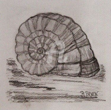 Drawing titled "Coquillage-le-nauti…" by Brigitte Payen (B.PAYEN), Original Artwork, Graphite