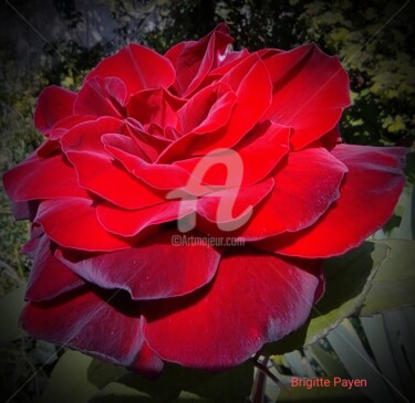 Fotografia zatytułowany „Rose rouge velour” autorstwa Brigitte Payen (B.PAYEN), Oryginalna praca, Fotografia cyfrowa