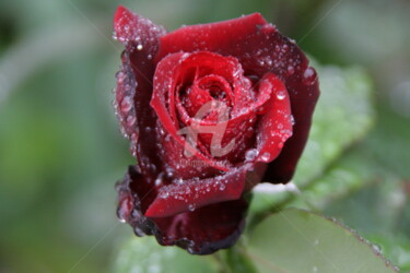 Fotografia intitolato "COEUR DE ROSE BACCA…" da Brigitte Payen (B.PAYEN), Opera d'arte originale