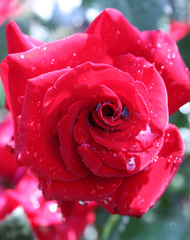 Photographie intitulée "Beautiful Rose" par Sergei Smv, Œuvre d'art originale