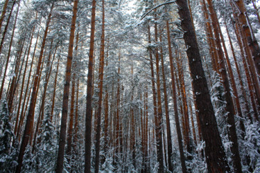 Photographie intitulée "Winter Pine Forest" par Sergei Smv, Œuvre d'art originale