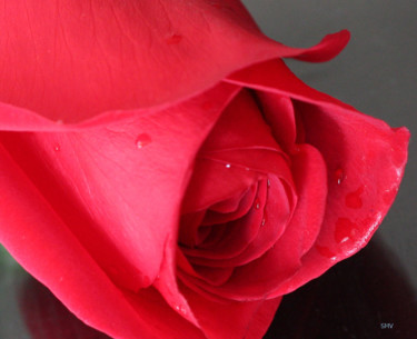 Фотография под названием "Rose In Love" - Sergei Smv, Подлинное произведение искусства