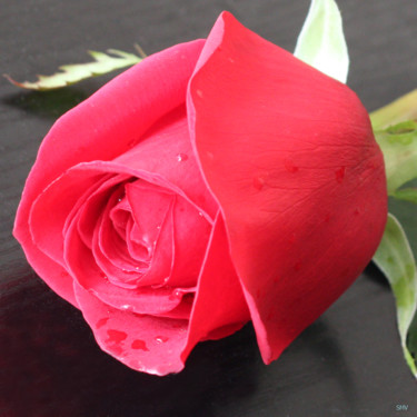 Photographie intitulée "Fine  Rose" par Sergei Smv, Œuvre d'art originale